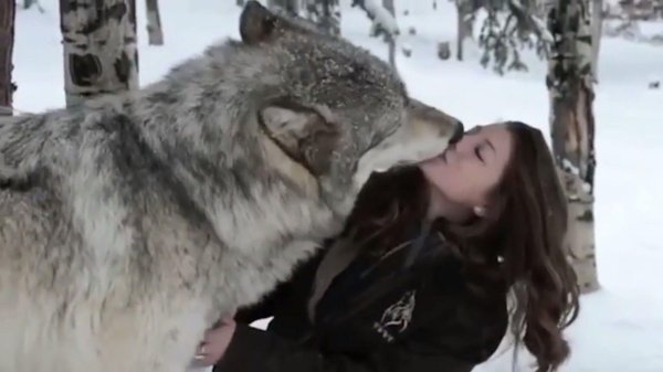 Волк и девушка