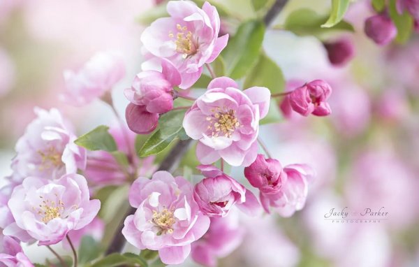 цветок весенний