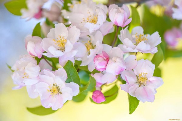 цветущие яблони