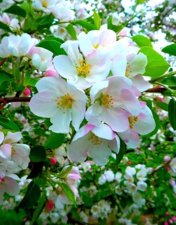 яблони в цвету