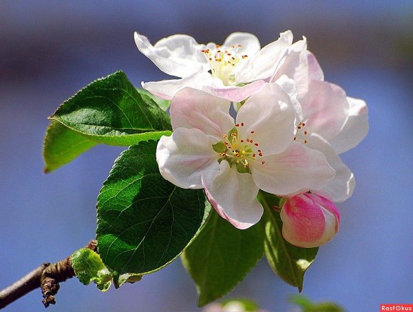 цветущая ветка яблони
