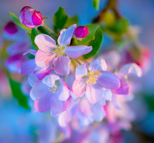 яблоневый цвет malus