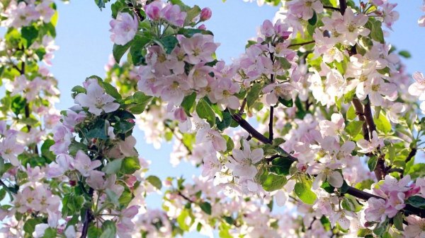 яблони в цвету