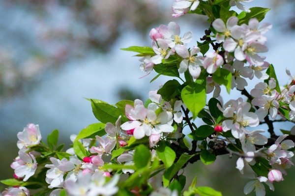 яблоневый сад