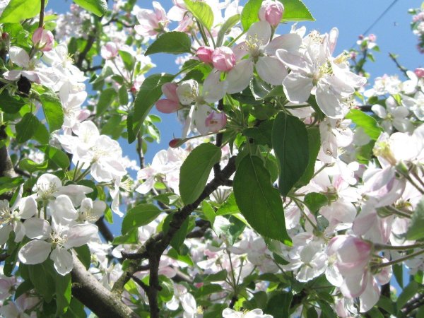 яблоня сиверса