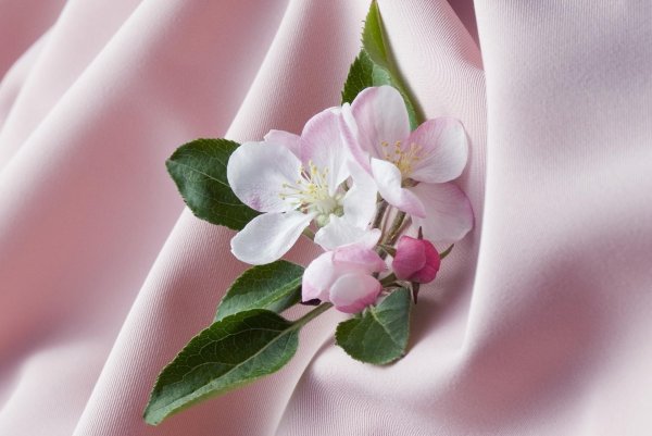 яблоневый цвет