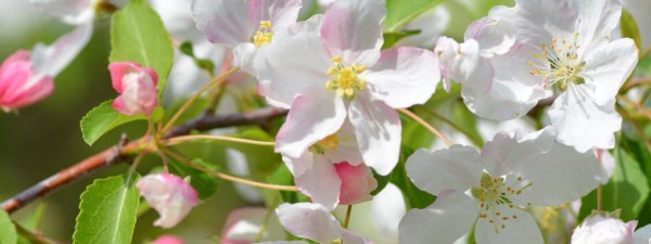 цветущие яблони