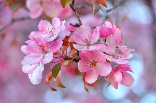 яблоня с розовыми цветами