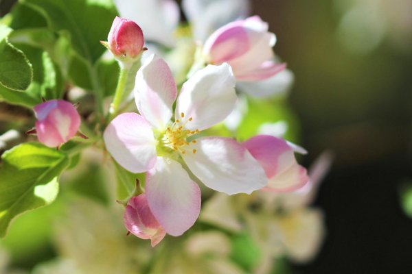 яблоневый цвет