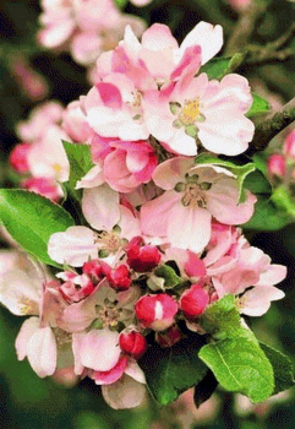 apple blossom