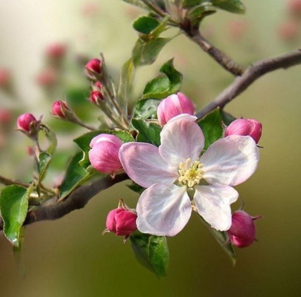 apple blossoms