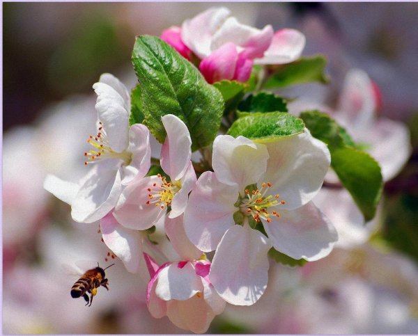 цветение яблонь екатеринбург