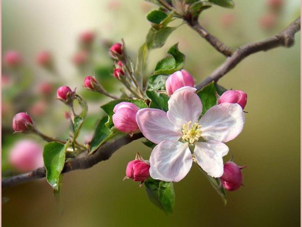 apple blossoms