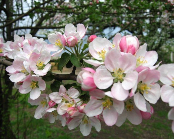 яблоня после цветения