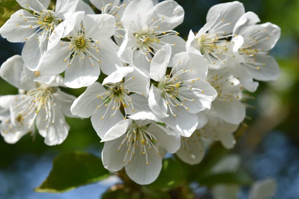 вишня жуковская цветение
