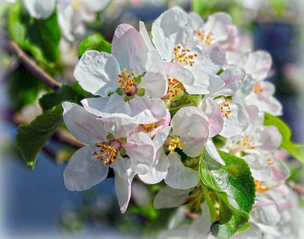 яблони в цвету