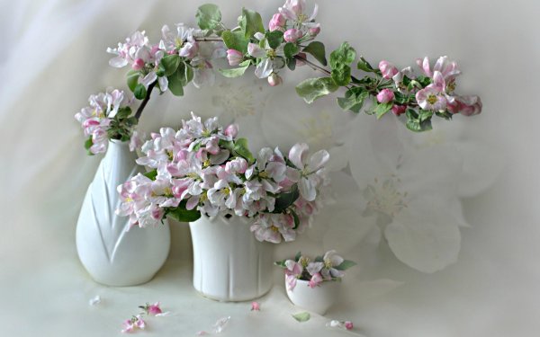 нежные весенние цветы