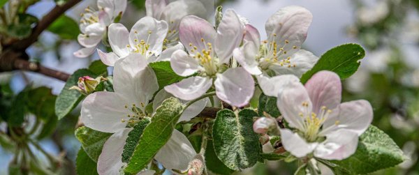 яблони в цвету