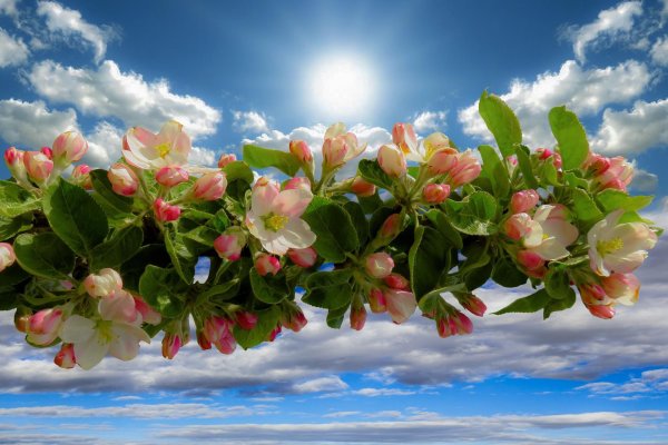 цветение яблони