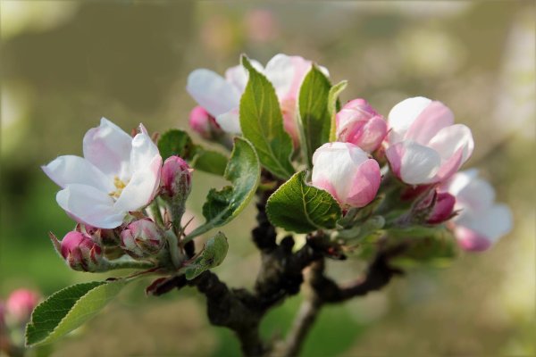apple blossoms