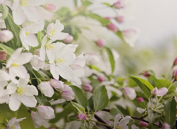 цветы яблони фон