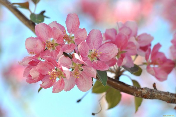 яблоня пинк роуз