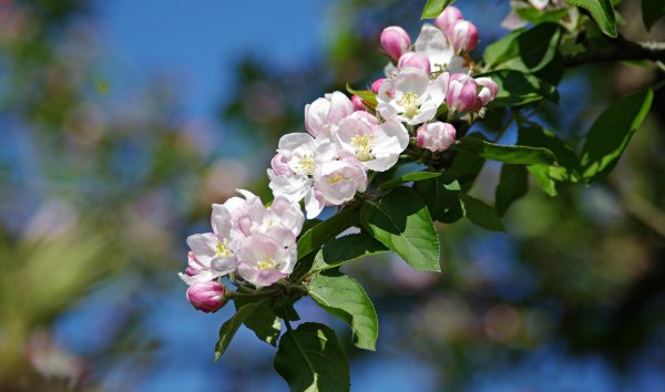 ветка цветущей яблони