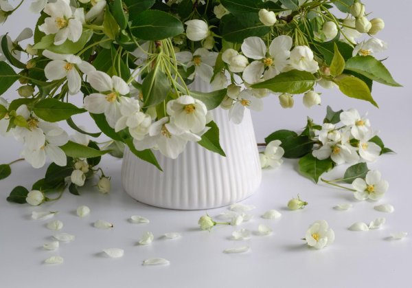 букет жасмина