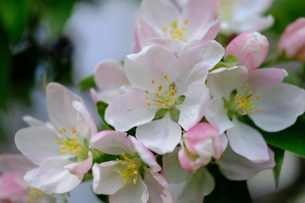 ветка цветущей яблони