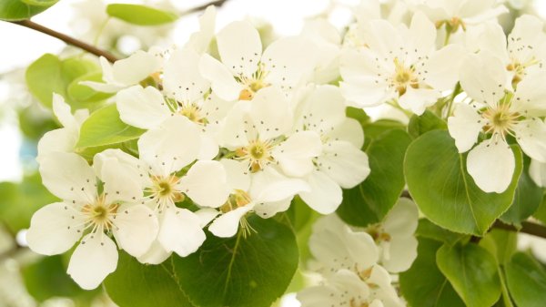 груша уссурийская цветение