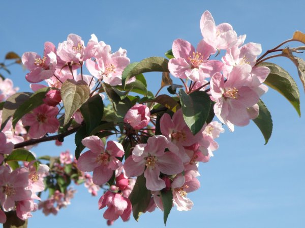 весна яблоня