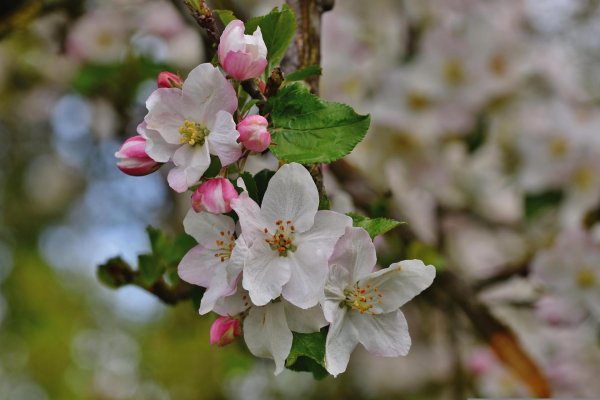 цветущие яблони
