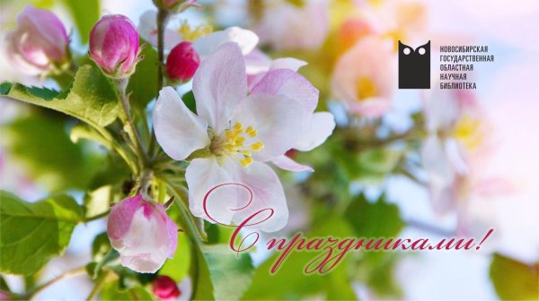 цветение яблони