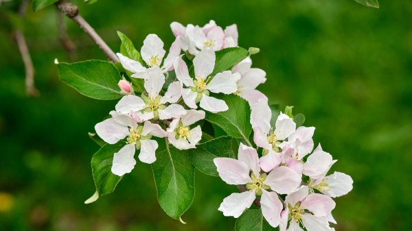 яблоневый цвет apple blossom