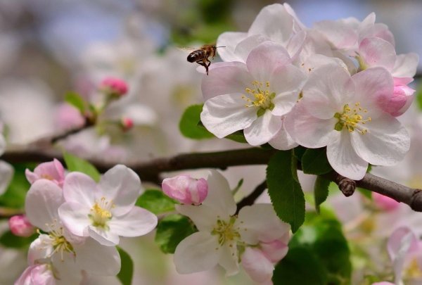 цветущая ветка яблони