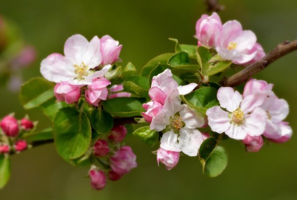 apple blossoms