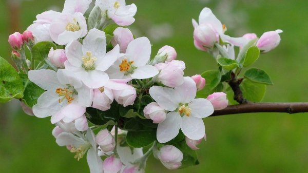 цветение яблони