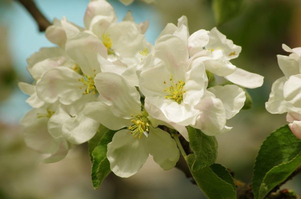 яблоня весной