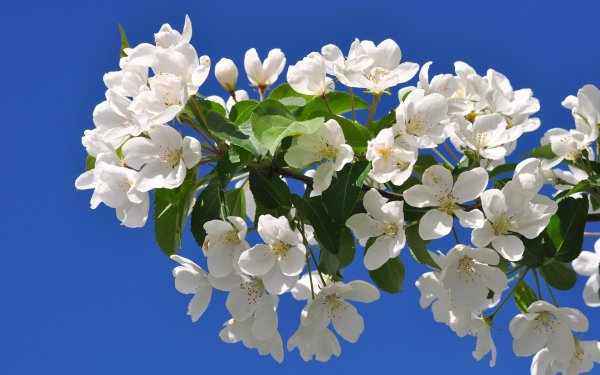 ветка цветущей яблони