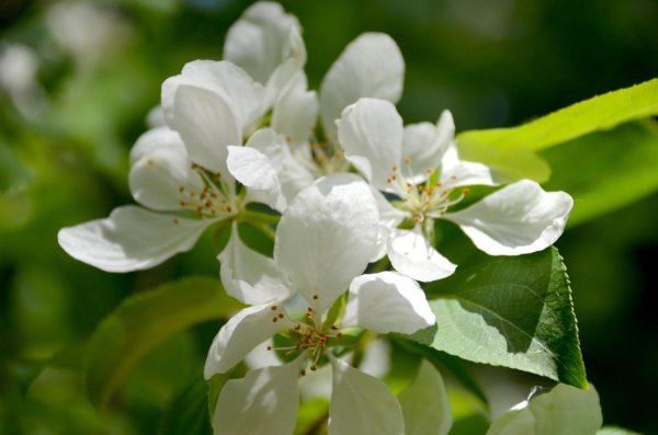 яблоневый фестиваль ботанический сад