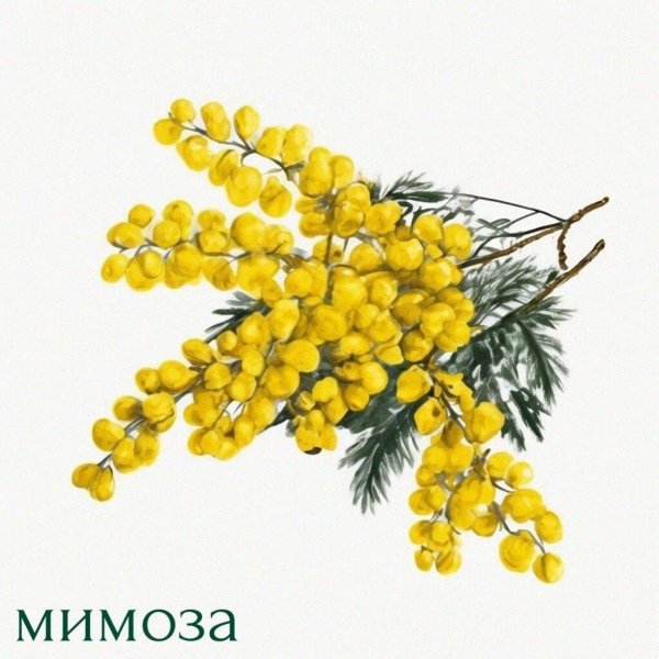 Девушка с мимозой