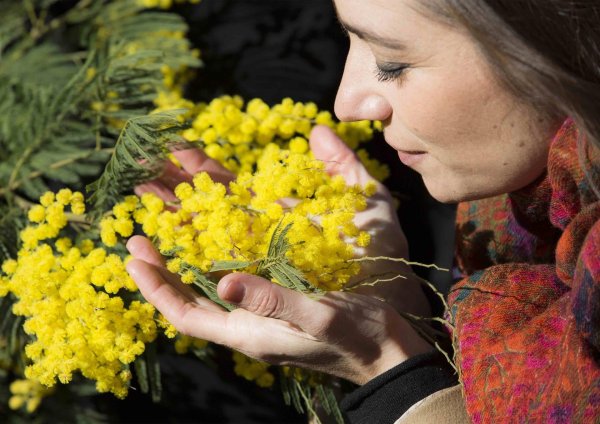 Девушка с мимозой