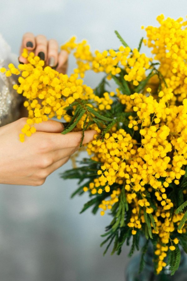 Девушка с мимозой