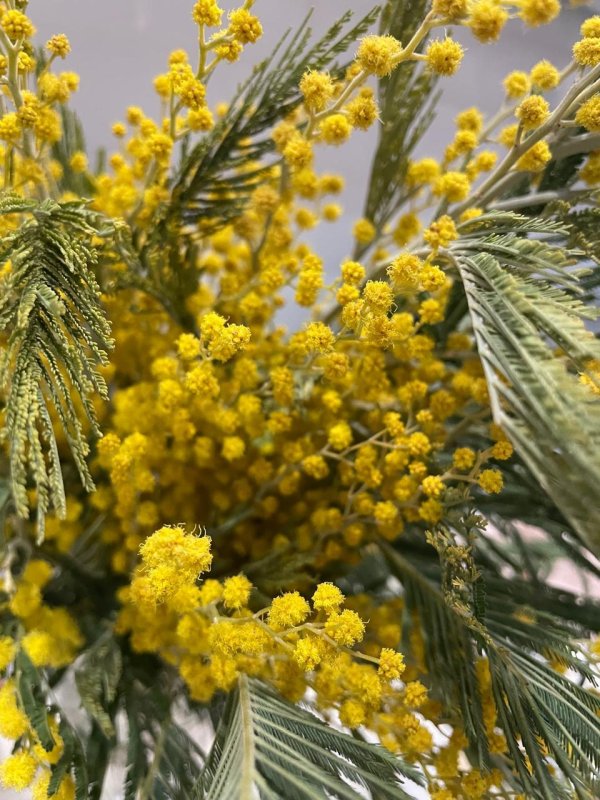 Девушка с мимозой