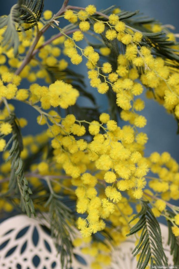 Девушка с мимозой