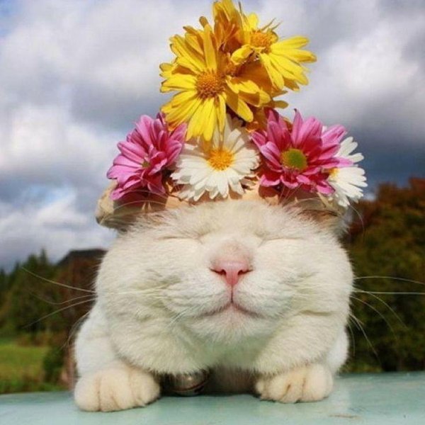 Веселые с цветами