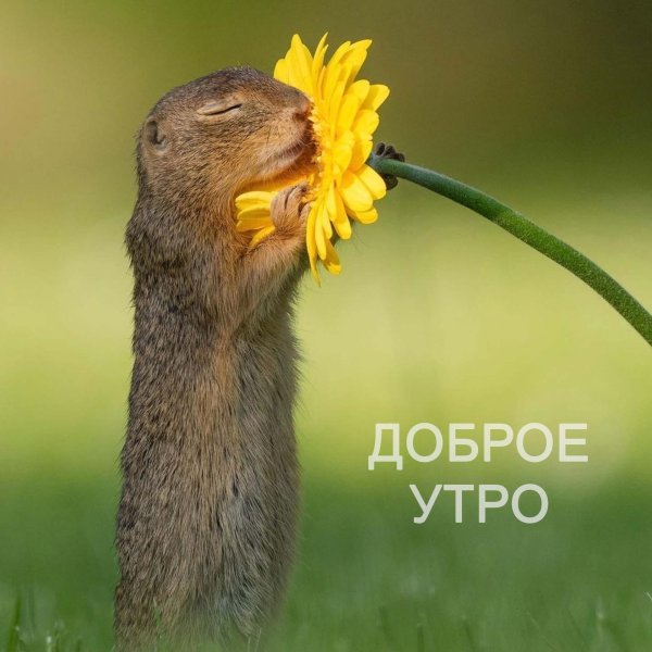 Веселые с цветами