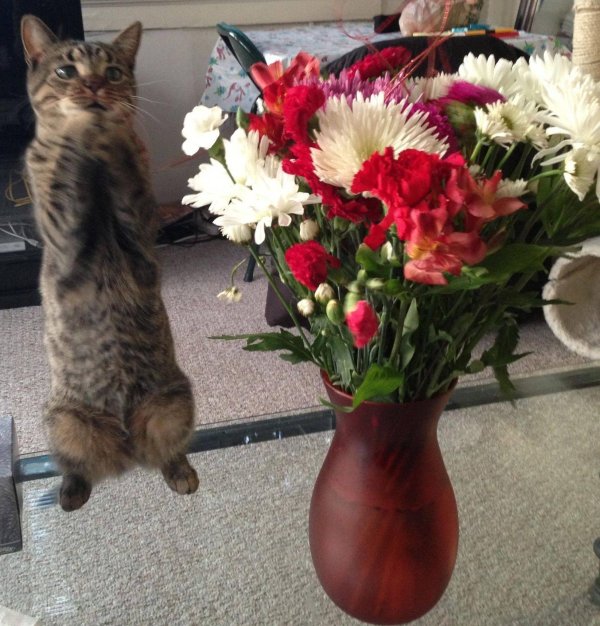 Веселые с цветами