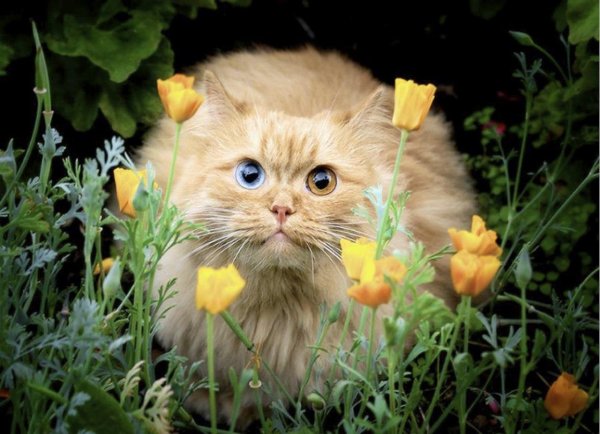 Веселые с цветами