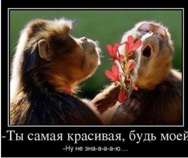 Веселые с цветами